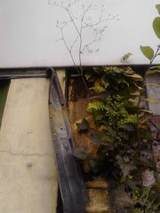 Mycelis muralis