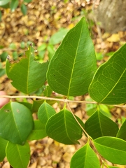 Eugenia pseudopsidium