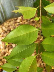 Eugenia pseudopsidium