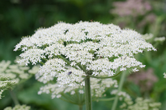 Heracleum sphondylium pyrenaicum
