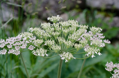 Heracleum sphondylium pyrenaicum