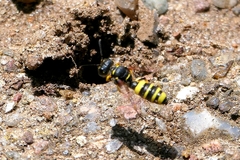 Cerceris arenaria