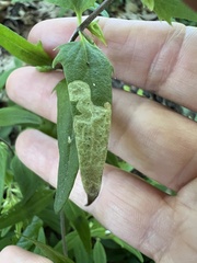 Liriomyza pistilla