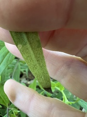 Liriomyza pistilla