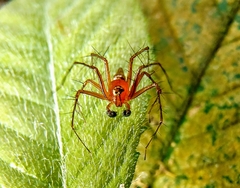 Oxyopes birmanicus
