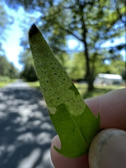 Liriomyza pistilla