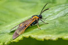 Cosmosoma joavana