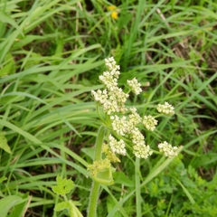 Heracleum sphondylium sphondylium