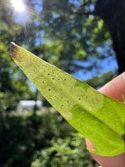 Liriomyza pistilla