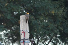 Colaptes campestris campestris