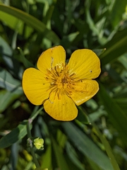 Ranunculus lingua