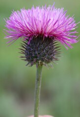 Carduus hamulosus hystrix