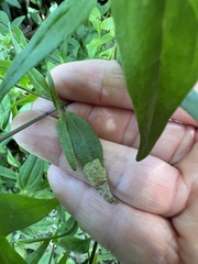 Liriomyza pistilla
