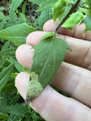 Liriomyza pistilla