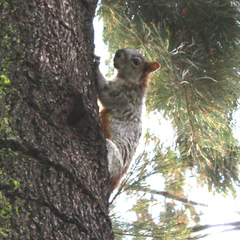 Sciurus aureogaster