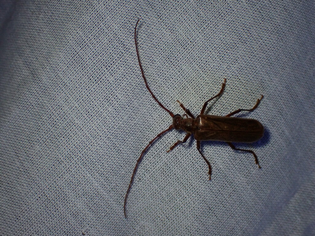 Vesperus strepens