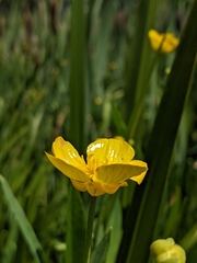 Ranunculus lingua