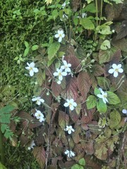 Amalophyllon albiflorum