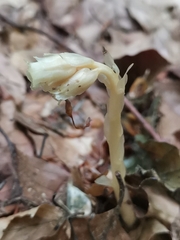 Monotropa hypopitys hypophegea