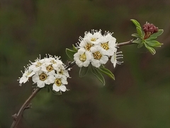 Spiraea alpina