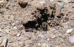 Cerceris arenaria