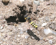 Cerceris arenaria