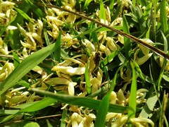 Oxytrigona tataira
