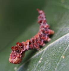 Falcaria lacertinaria