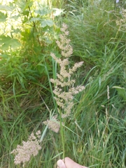 Calamagrostis epigejos