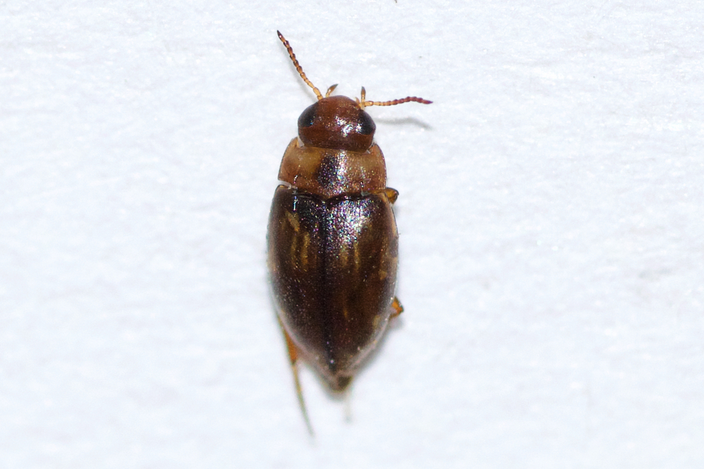 Liodessus affinis