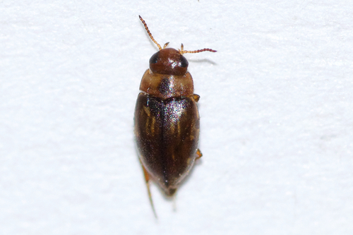 Liodessus affinis