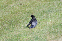 Corvus corone corone