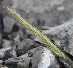 Psathyrostachys rupestris