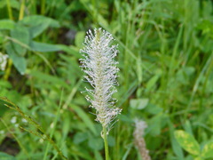 Plantago urvillei
