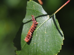 Falcaria lacertinaria