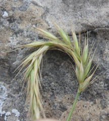 Psathyrostachys rupestris