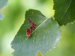 Falcaria lacertinaria