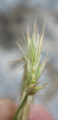 Psathyrostachys rupestris
