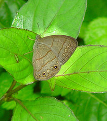 Hermeuptychia atalanta