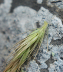 Psathyrostachys rupestris