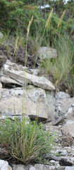 Psathyrostachys rupestris