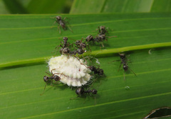 Dolichoderus thoracicus