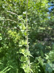 Digitalis lutea