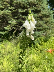 Digitalis lutea