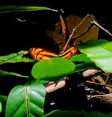 Lasippa tiga siaka
