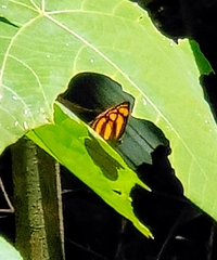 Lasippa tiga siaka
