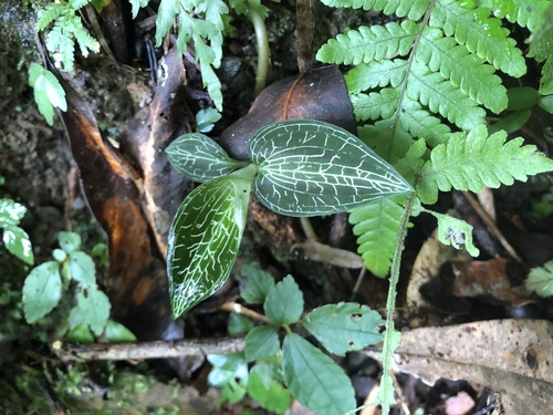Goodyera hachijoensis iNat (3)