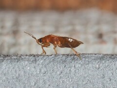 Lasiochilus pallidulus