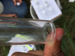 Acmaeodera