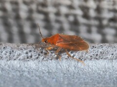 Lasiochilus pallidulus